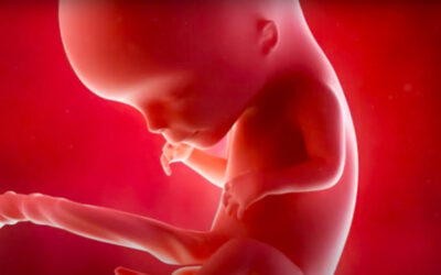 Il progetto perfetto: come si formano gli occhi nel grembo materno
